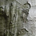 Arbres (14)
