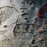 Arbres (31)