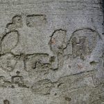 Arbres (35)