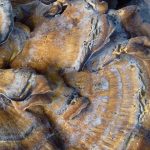 champignons (102)