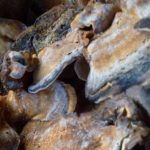 champignons (108)
