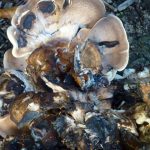 champignons (31) redimentionné