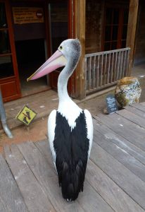 pelicanf