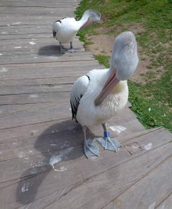 pelicane